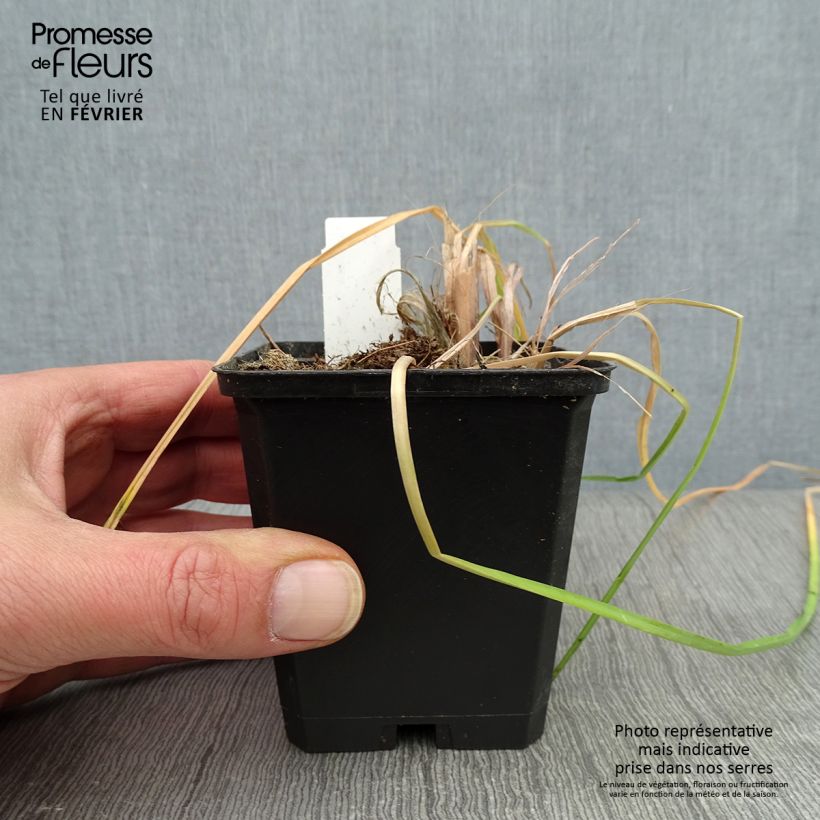 Kniphofia Vanilla - Red Hot Poker 8/9 cm pot sample as delivered in winter