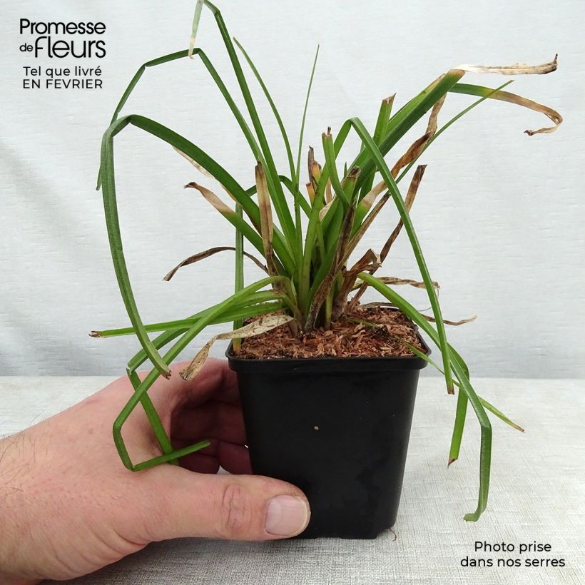 Kniphofia citrina - Red Hot Poker 8/9 cm pot sample as delivered in winter