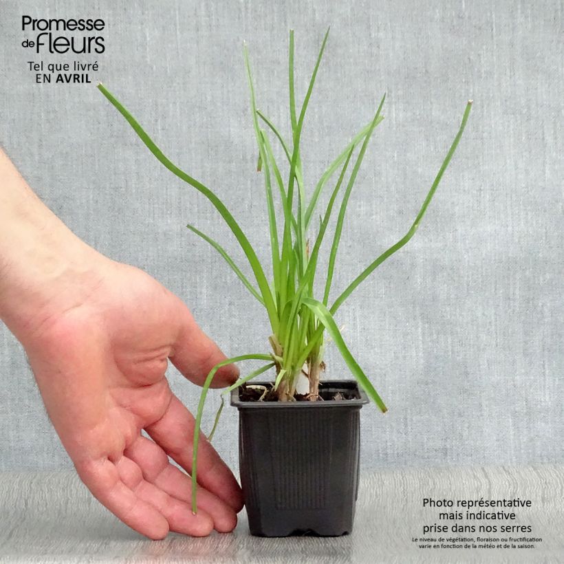 Kniphofia citrina - Red Hot Poker 8/9 cm pot sample as delivered in spring