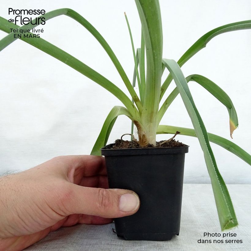 Kniphofia northiae - Giant Red Hot Poker 8/9 cm pot sample as delivered in spring