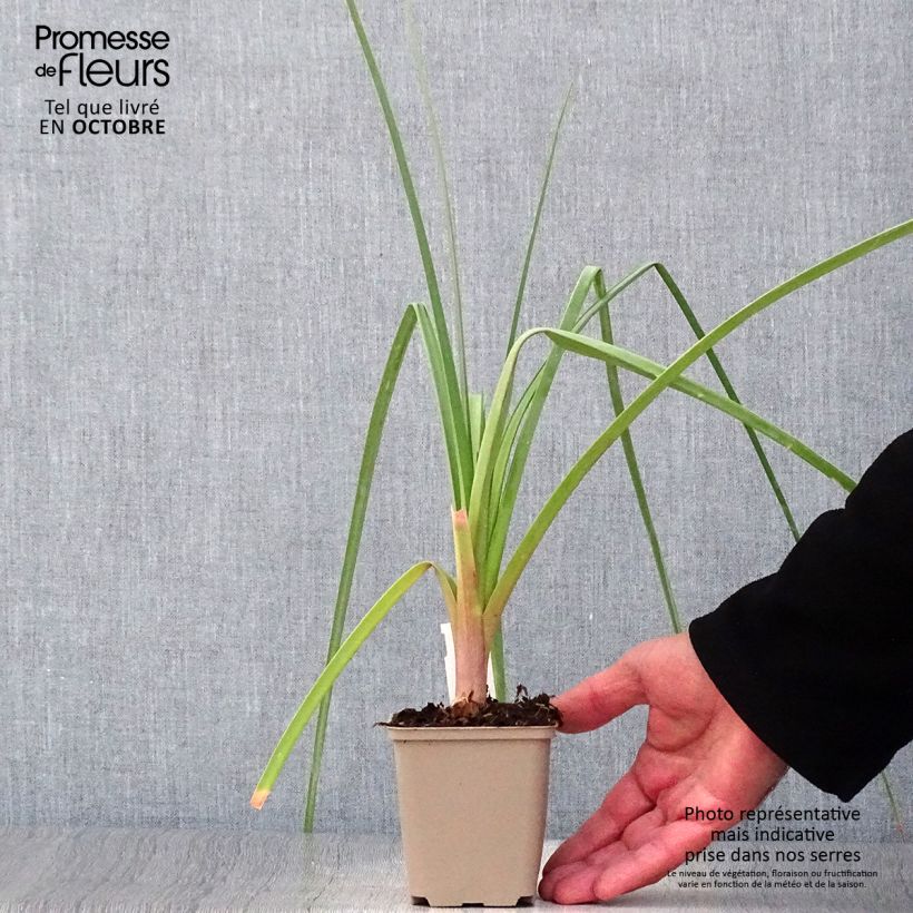 Kniphofia northiae - Giant Red Hot Poker 8/9 cm pot sample as delivered in autumn