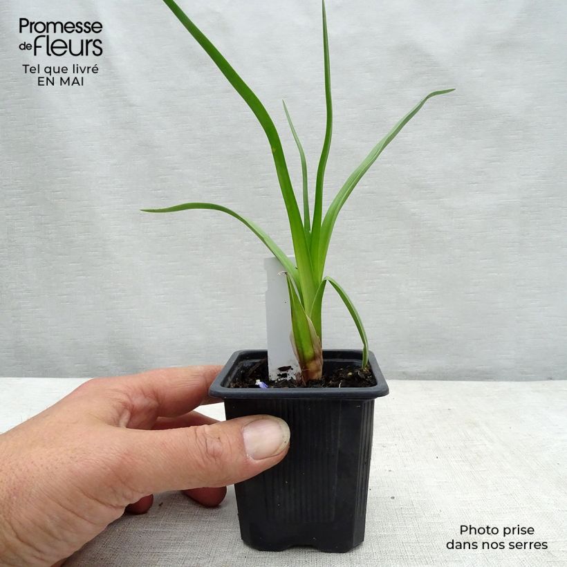 Kniphofia rooperi - Rooper's Red Hot Poker 8/9 cm pot sample as delivered in spring
