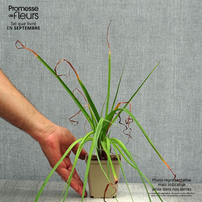 Kniphofia Green Jade - Red Hot Poker 8/9 cm pot sample as delivered in autumn