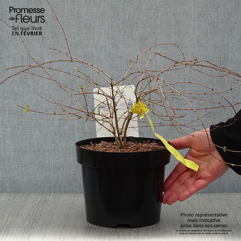 Kolkwitzia amabilis Maradco - Beauty Bush 3L/4L pot sample as delivered in winter
