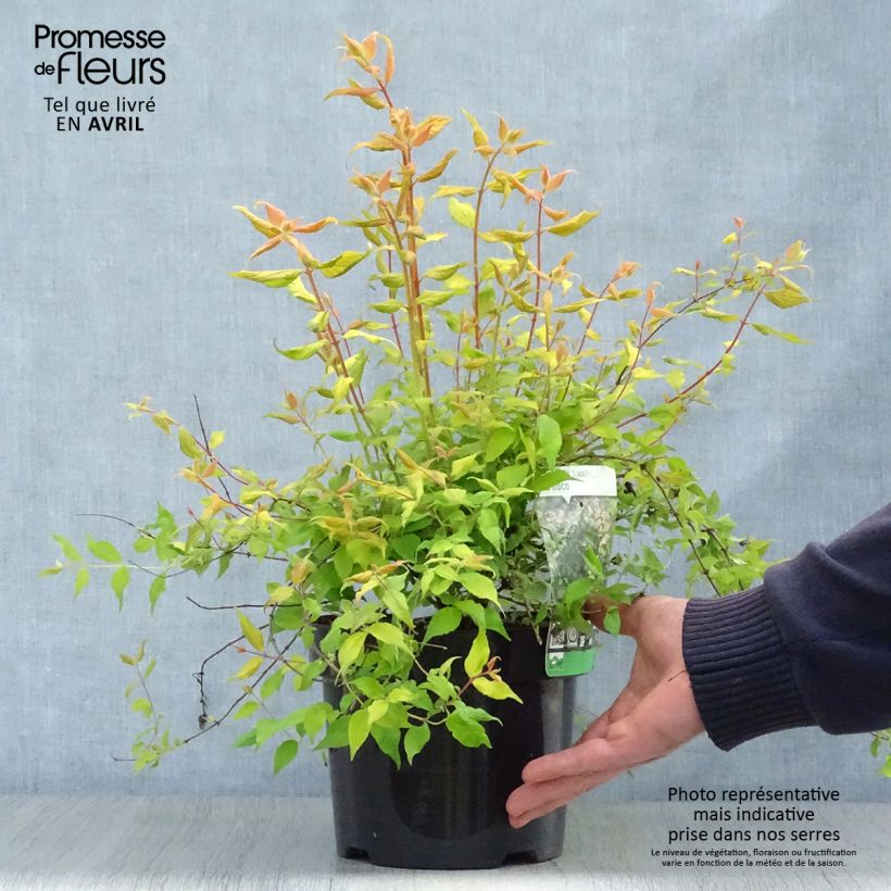Kolkwitzia amabilis Maradco - Beauty Bush 3L/4L pot sample as delivered in spring