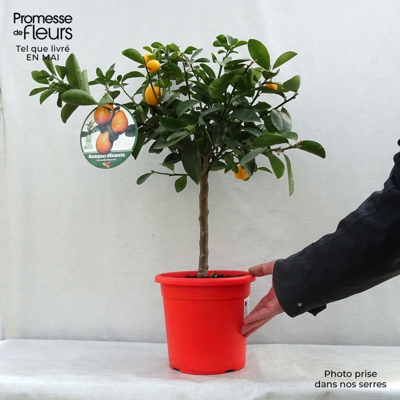 Kumquat Fukushu - Fortunella obovata 4L/5L pot, Quarter standard sample as delivered in spring