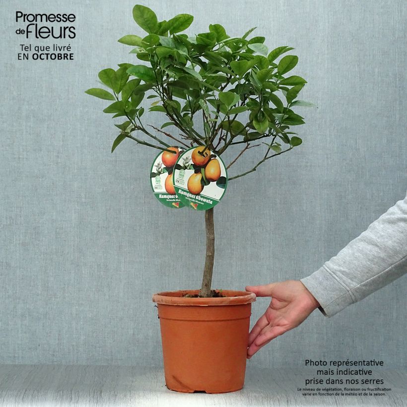 Kumquat Fukushu - Fortunella obovata 4L/5L pot, Quarter standard sample as delivered in autumn