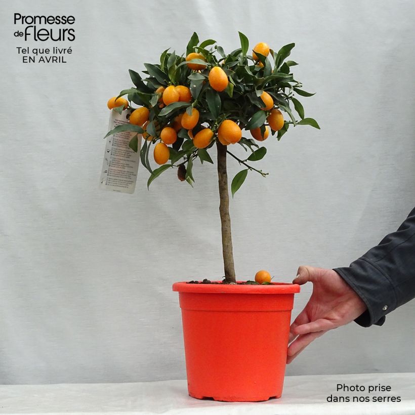 Kumquat Nagami - Fortunella margarita 4L/5L pot, Quarter standard sample as delivered in spring