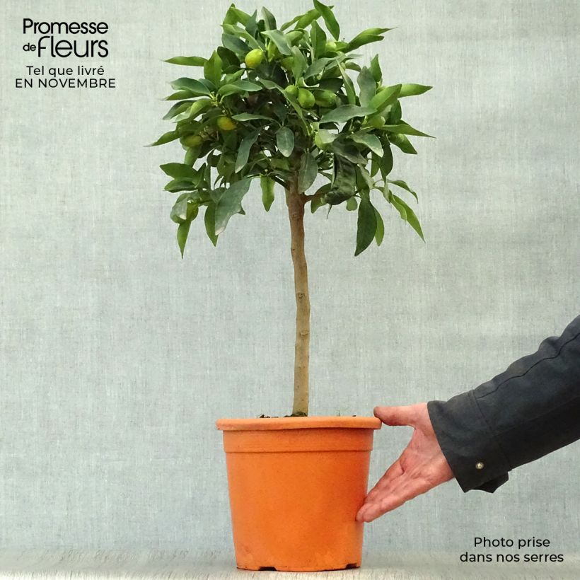 Kumquat Nagami - Fortunella margarita 4L/5L pot, Quarter standard sample as delivered in autumn