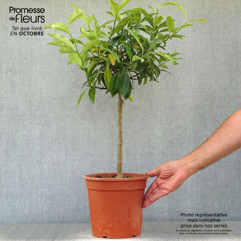 Oval-fruited Kumquat - Fortunella margarita 4L/5L pot sample as delivered in autumn