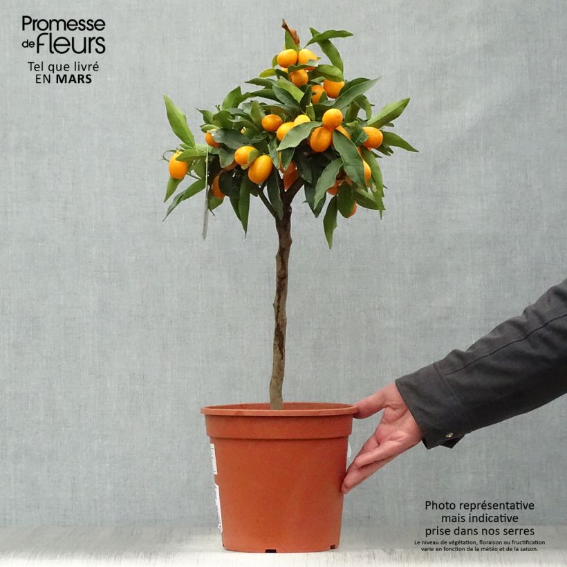 Oval-fruited Kumquat - Fortunella margarita 4L/5L pot sample as delivered in spring