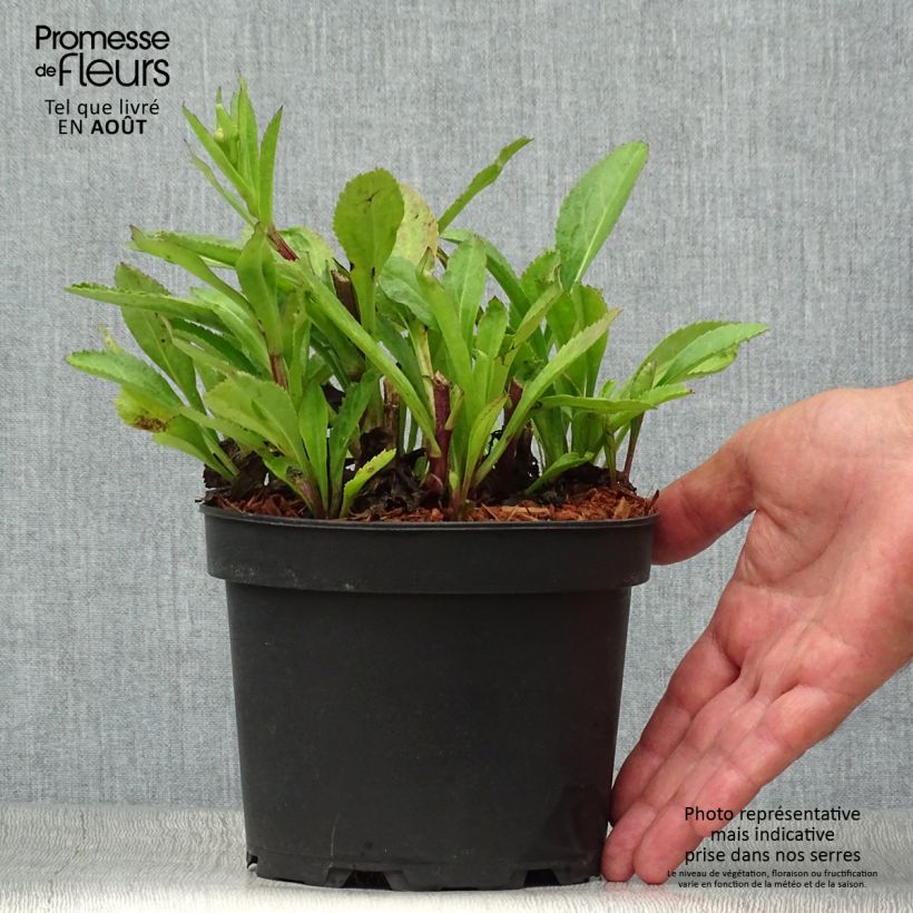 Leucanthemum superbum Becky - Shasta Daisy 2L/3L pot sample as delivered in summer