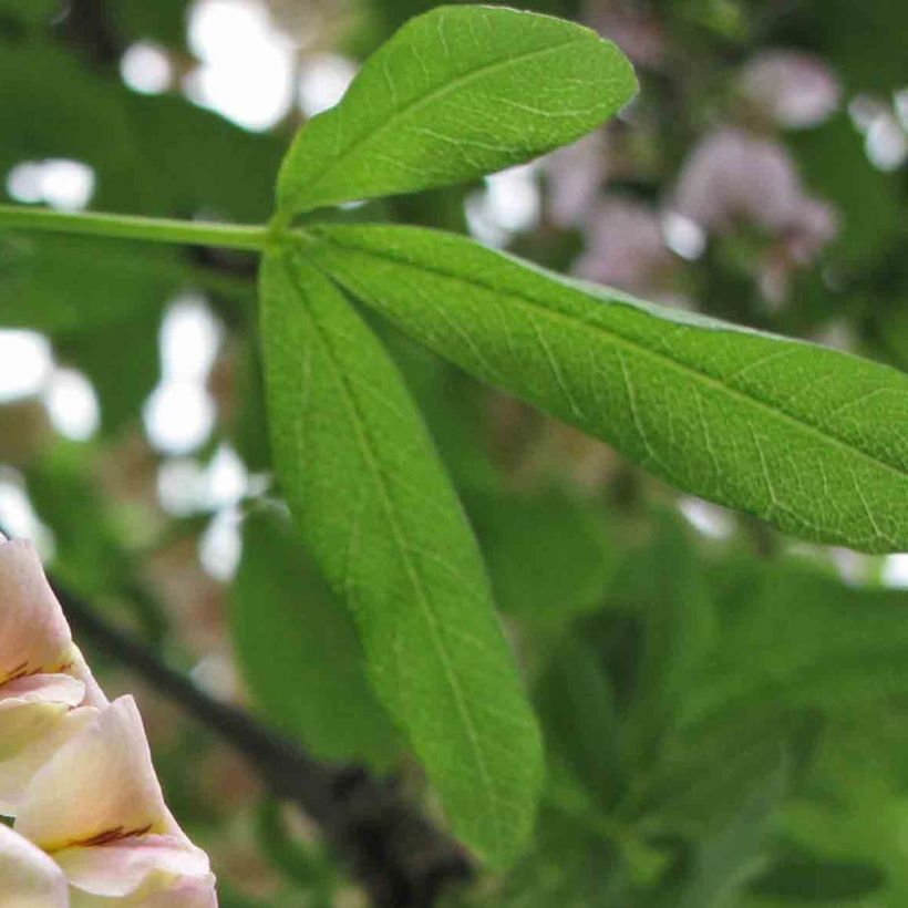 +Laburnocytisus adamii (Foliage)