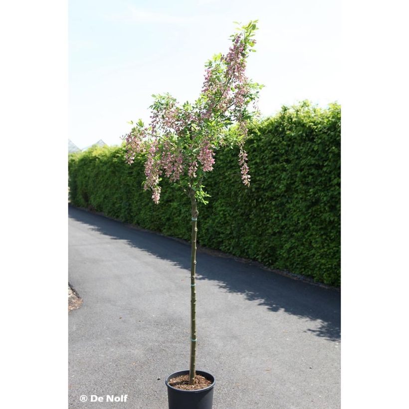 +Laburnocytisus adamii (Plant habit)