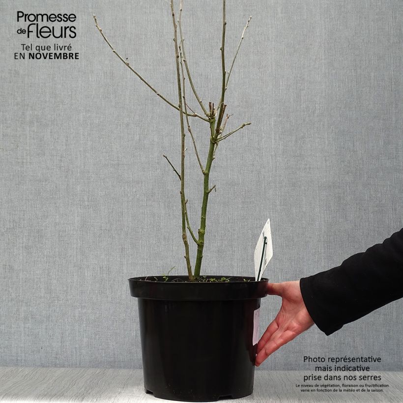 Laburnum anagyroides 7.5L/10L pot sample as delivered in autumn