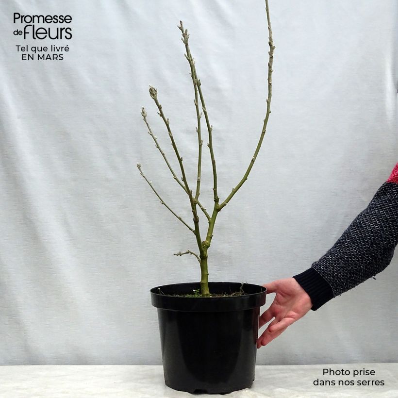 Laburnum anagyroides 7.5L/10L pot sample as delivered in winter