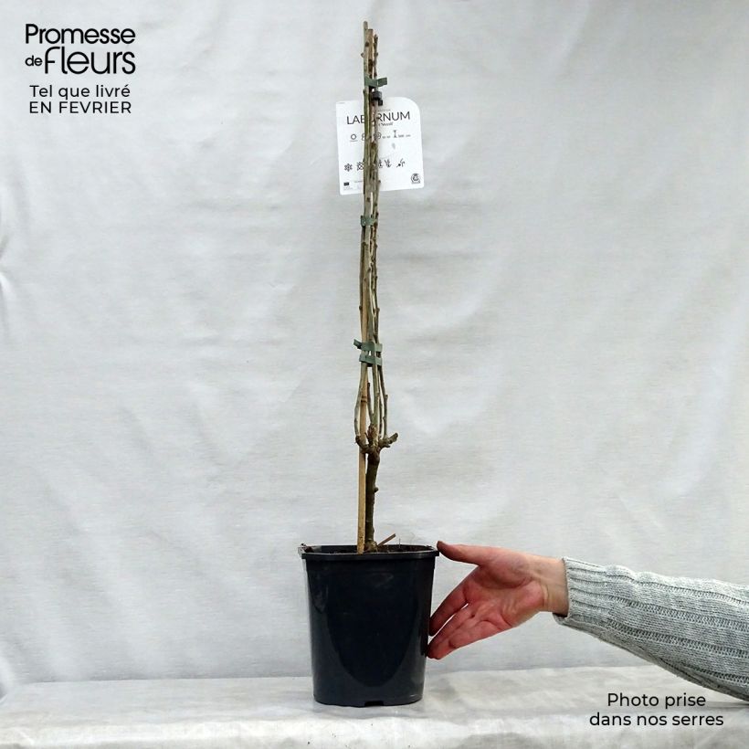 Laburnum x watereri Vossii 3L/4L pot sample as delivered in winter