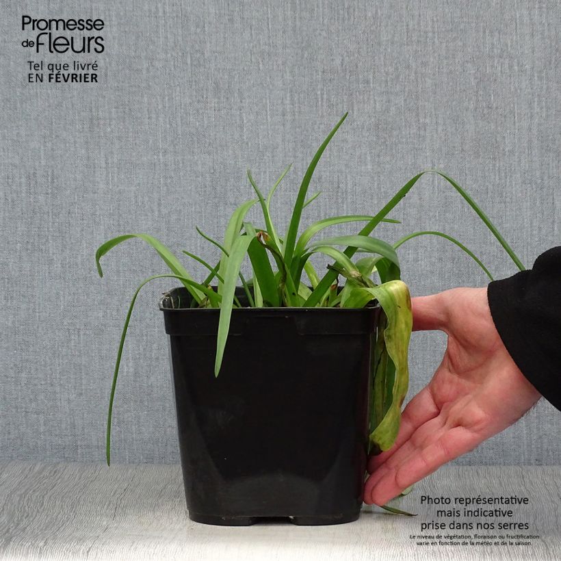 Lachenalia aloides African Beauty Namakwa 2L/3L pot sample as delivered in winter