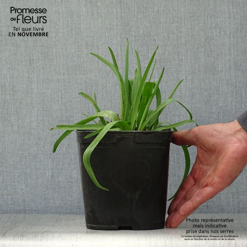 Lachenalia aloides African Beauty Rupert 3L/4L pot sample as delivered in autumn