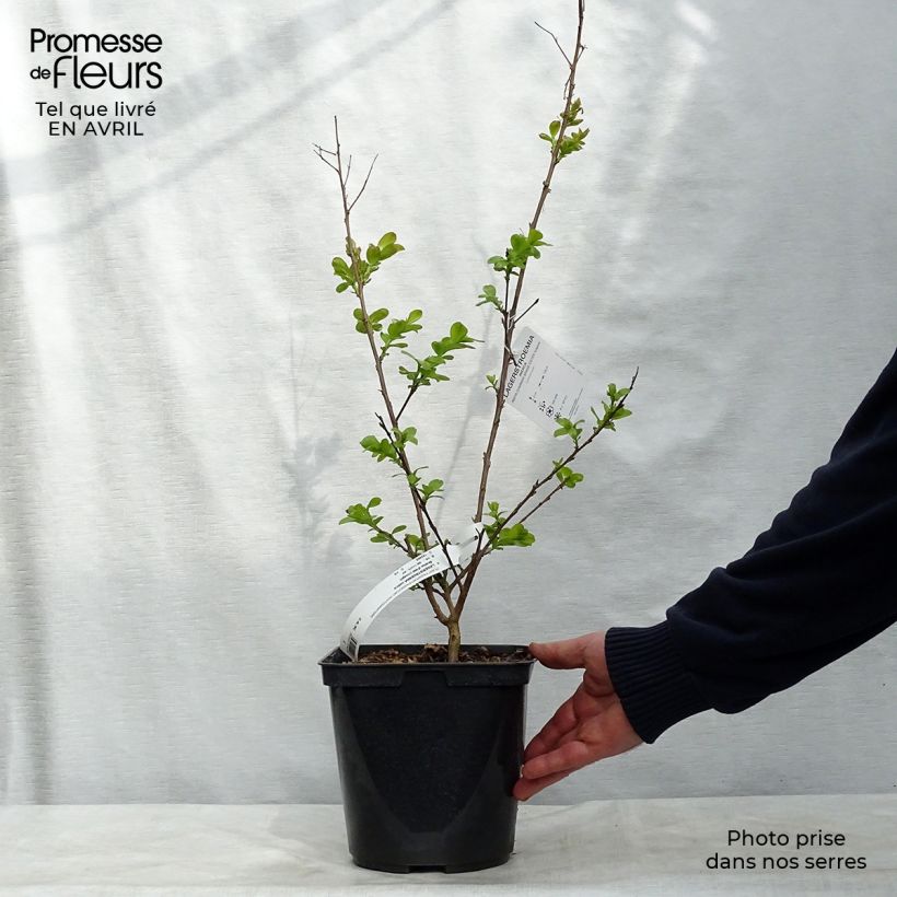 Lagerstroemia indica Braise dEté Indybra - Crape Myrtle 3L/4L pot, Bush sample as delivered in spring