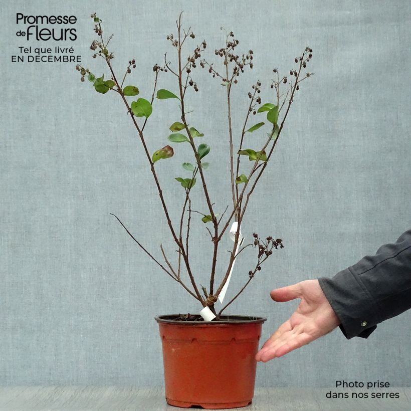 Lagerstroemia indica Braise dEté Indybra - Crape Myrtle 3L/4L pot sample as delivered in winter