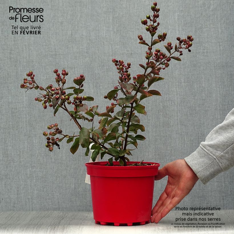 Lagerstroemia indica Braise dEté Indybra - Crape Myrtle 3L/4L pot sample as delivered in autumn