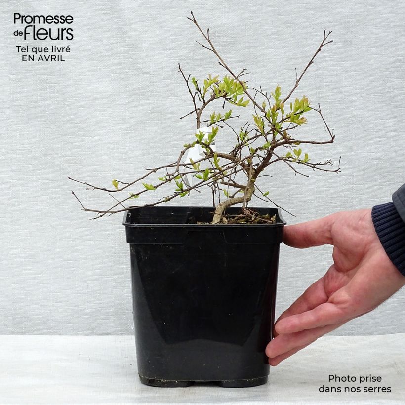 Lagerstroemia indica Mimie Fuchsia - Crape Myrtle 2L/3L pot sample as delivered in spring