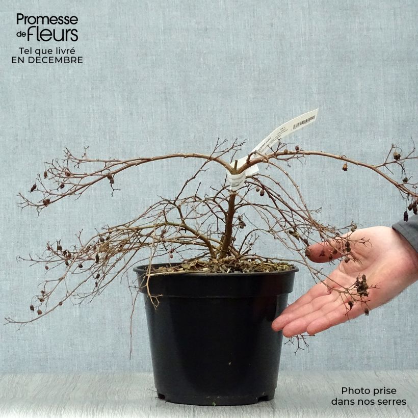 Lagerstroemia indica Mimie Fuchsia - Crape Myrtle 2L/3L pot sample as delivered in winter