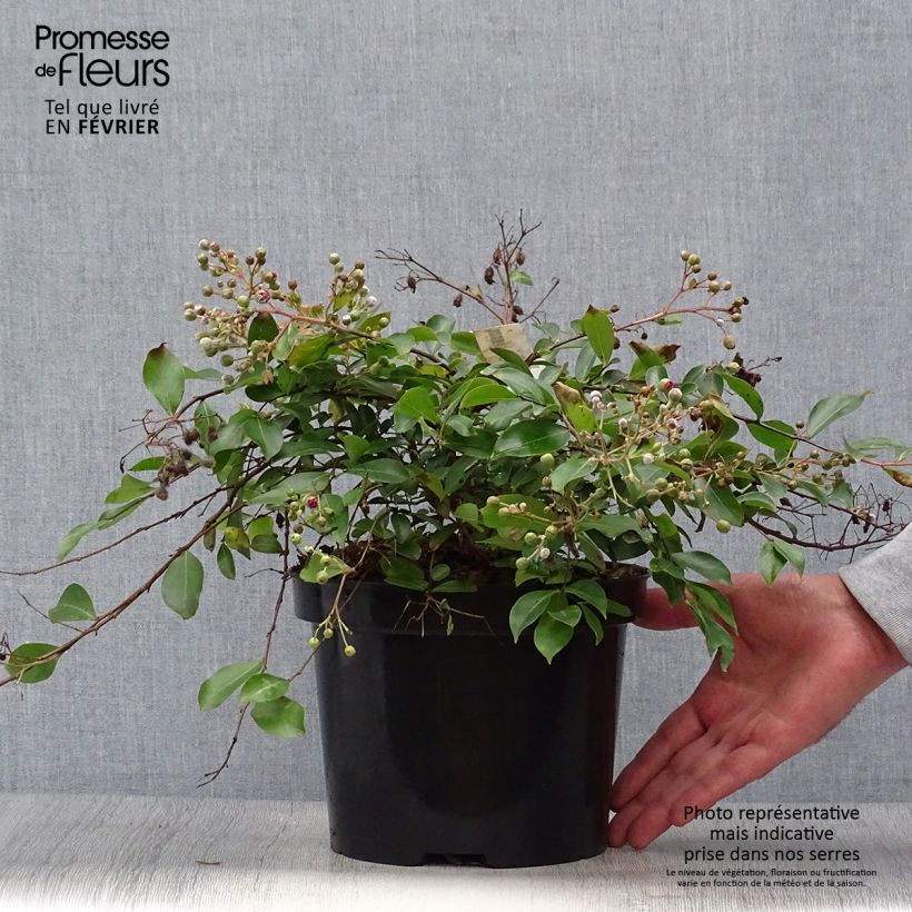 Lagerstroemia indica Mimie Fuchsia - Crape Myrtle 2L/3L pot sample as delivered in autumn