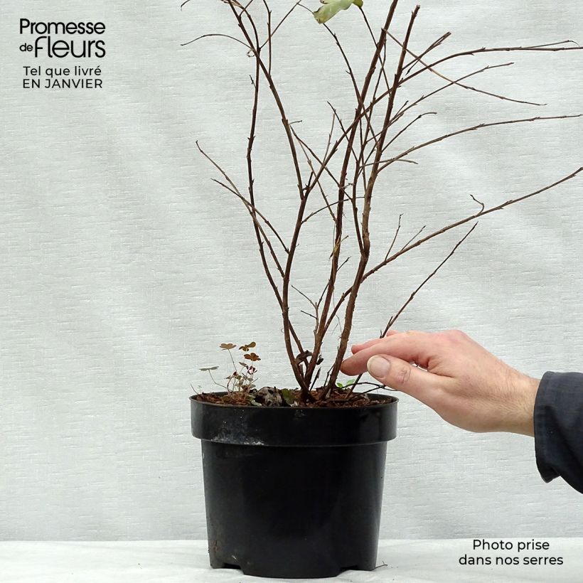 Lagerstroemia indica Rhapsody in Pink - Crape Myrtle 3L/4L pot sample as delivered in winter