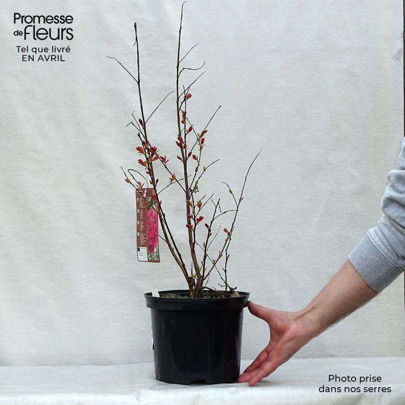 Lagerstroemia indica Rhapsody in Pink - Crape Myrtle 3L/4L pot, Bush sample as delivered in spring