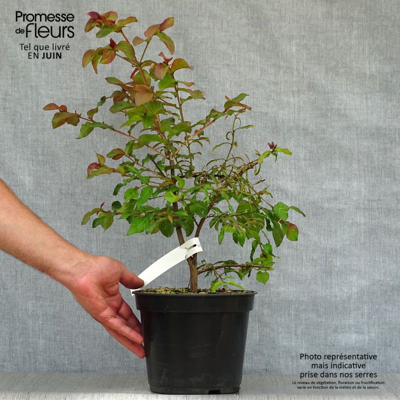 Lagerstroemia indica Rhapsody in Pink - Crape Myrtle 3L/4L pot, Bush sample as delivered in summer