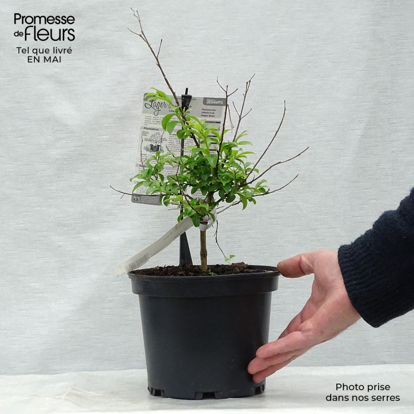 Lagerstroemia indica Bergerac - Crape Myrtle 3L/4L pot, Bush sample as delivered in spring