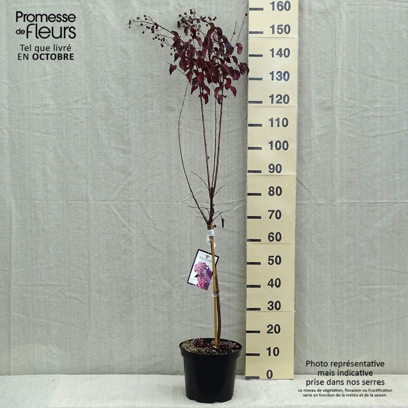 Lagerstroemia indica Black Diamond Lavender Lace - Crape Myrtle 7.5L/10L pot sample as delivered in autumn