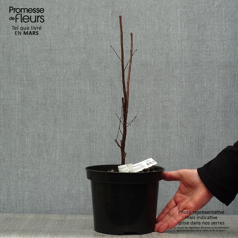 Lagerstroemia indica Black Solitaire Blush - Crape Myrtle 3L/4L pot sample as delivered in spring