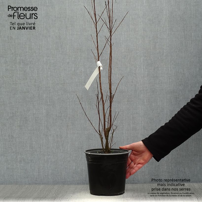 Lagerstroemia indica Black Solitaire Pure White - Crape Myrtle 3L/4L pot sample as delivered in winter