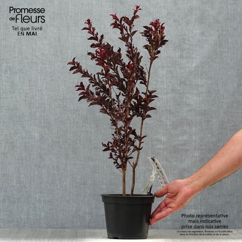 Lagerstroemia indica Black Solitaire Purely Purple - Crape Myrtle 3L/4L pot, Bush sample as delivered in spring