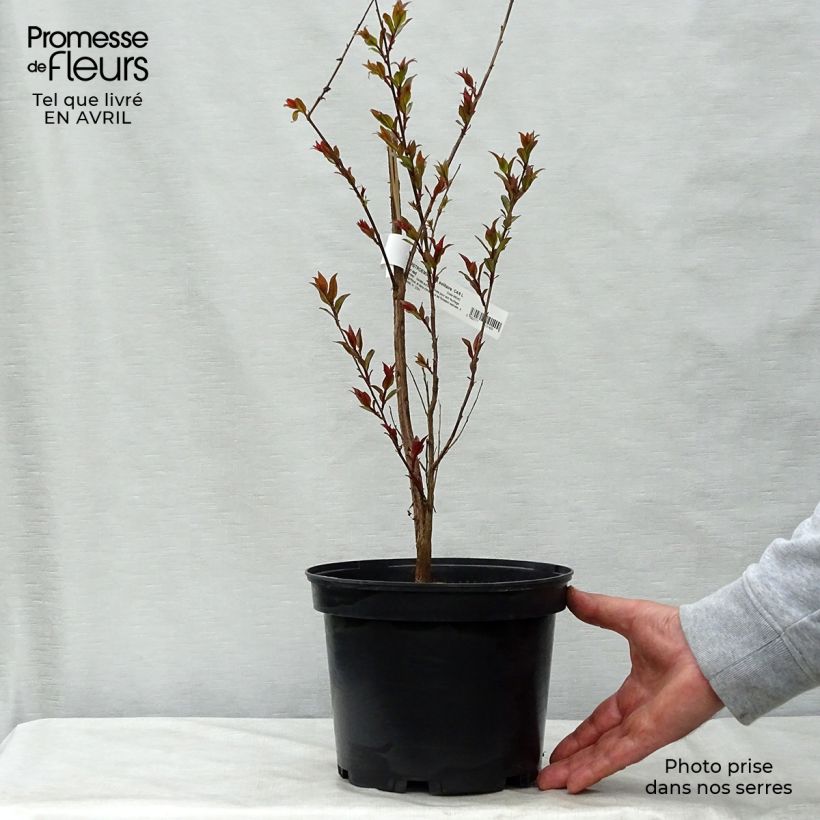 Lagerstroemia indica Black Solitaire Crimson Red - Crape Myrtle 3L/4L pot sample as delivered in spring