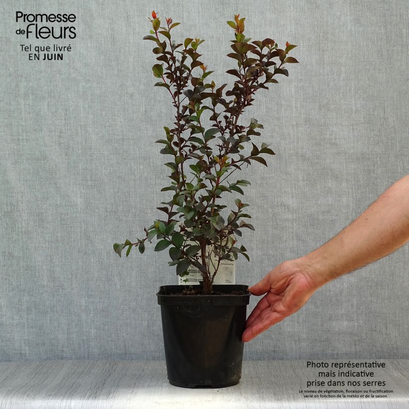 Lagerstroemia indica Black Solitaire Shell Pink - Crape Myrtle 3L/4L pot sample as delivered in summer