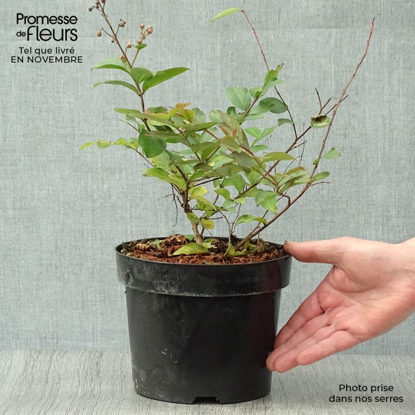 Lagerstroemia indica Coral Magic - Crape Myrtle 2L/3L pot sample as delivered in autumn