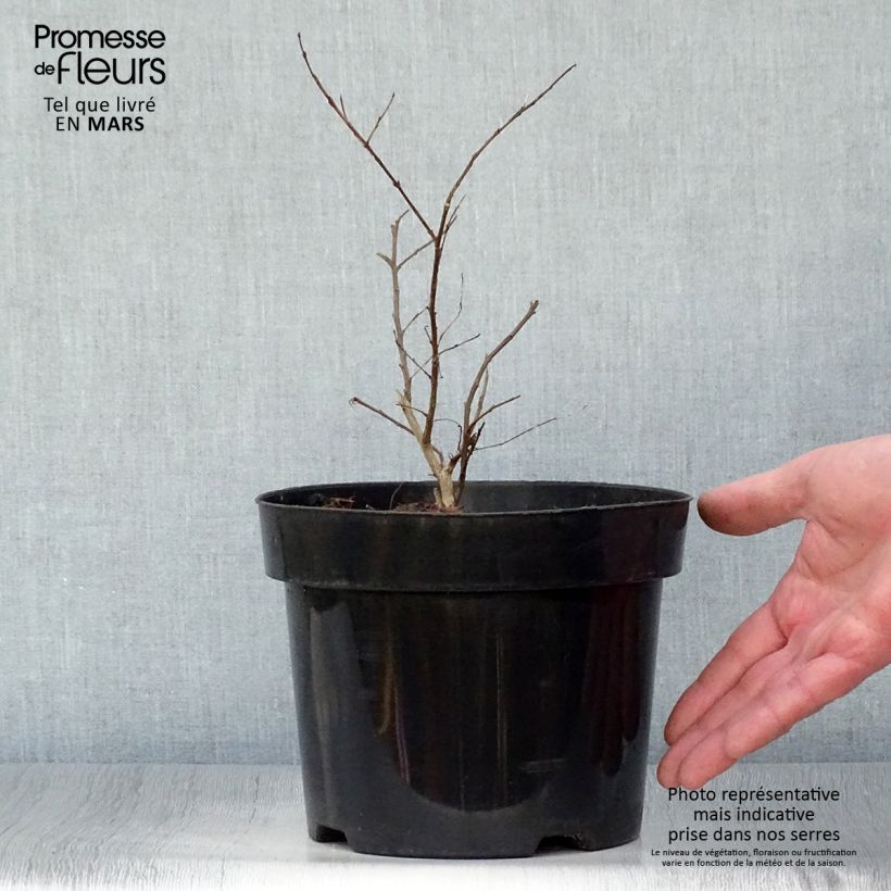 Lagerstroemia indica Coral Magic - Crape Myrtle 2L/3L pot sample as delivered in spring