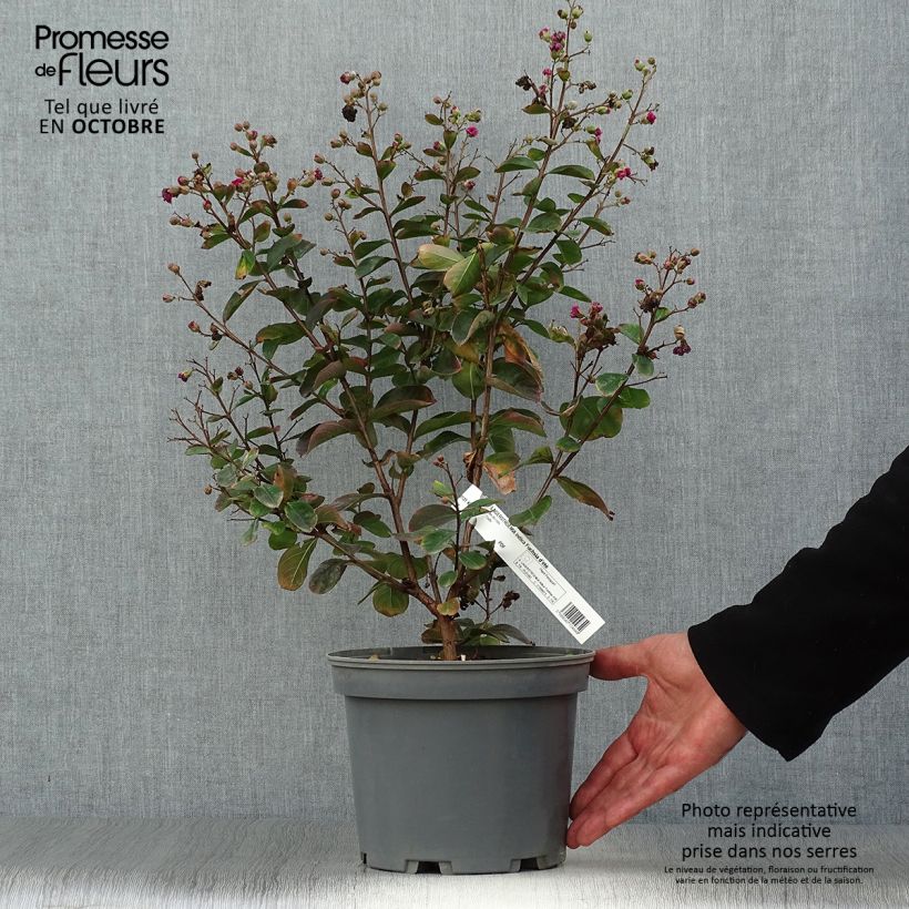 Lagerstroemia indica 'Fuchsia d'Eté' (Indyfus) 4L/5L pot sample as delivered in autumn