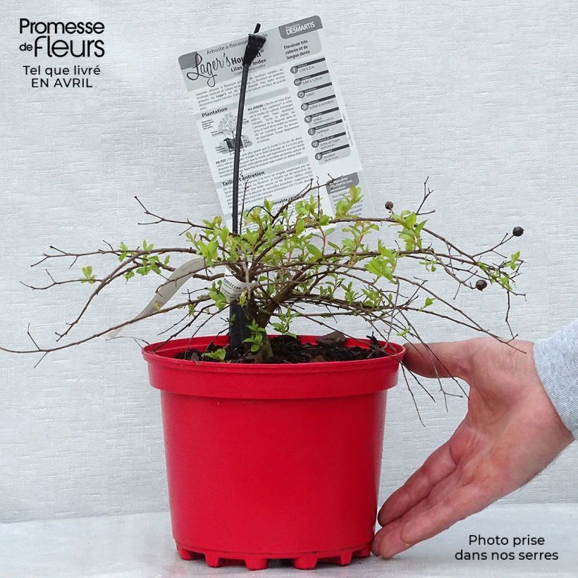 Lagerstroemia indica Houston - Crape Myrtle 3L/4L pot sample as delivered in spring