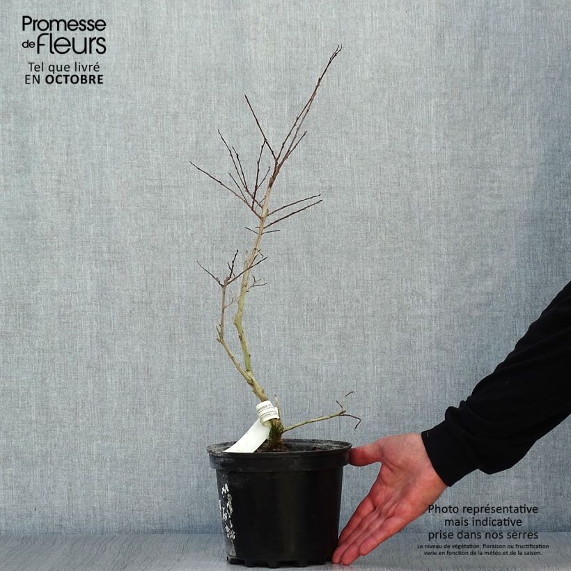 Lagerstroemia indica Jacqueline Desmartis - Crape Myrtle 3L/4L pot sample as delivered in autumn