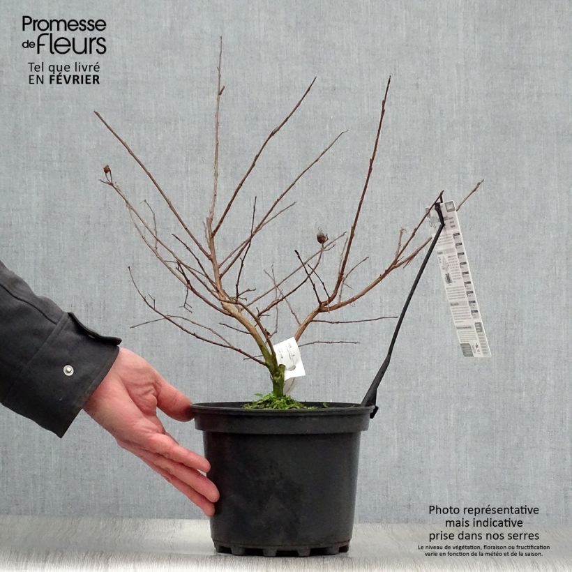 Lagerstroemia indica Jacqueline Desmartis - Crape Myrtle 3L/4L pot sample as delivered in winter