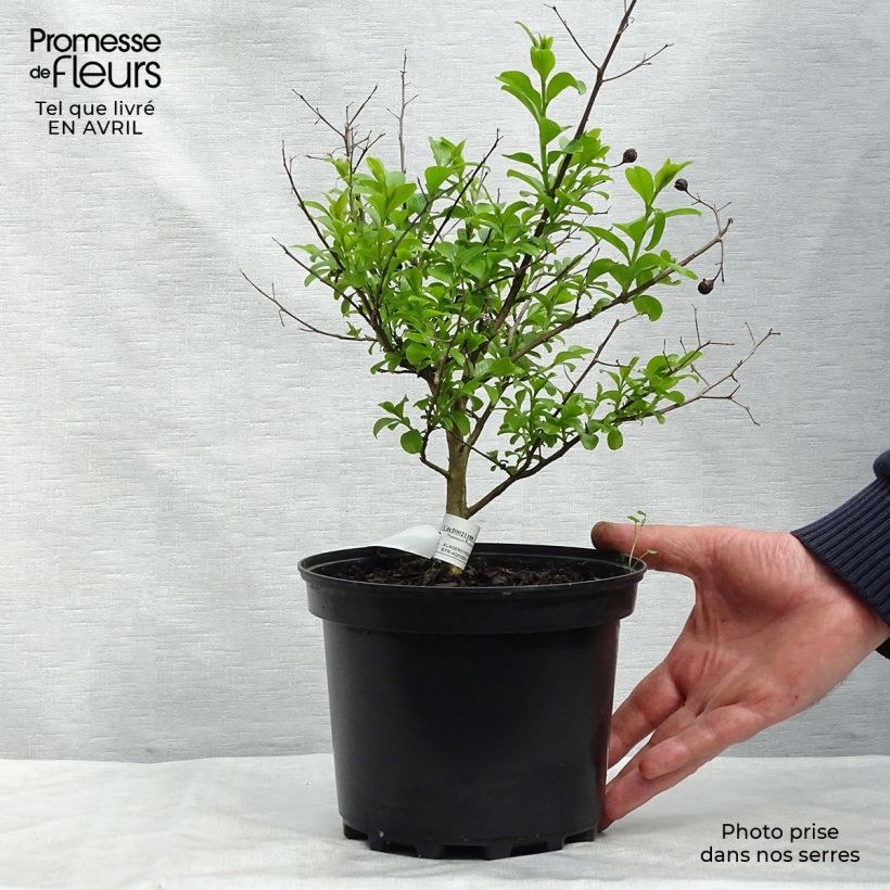 Lagerstroemia indica Jeanne Desmartis - Crape Myrtle 3L/4L pot sample as delivered in spring