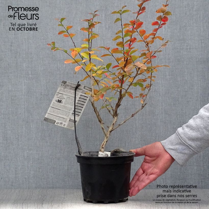 Lagerstroemia indica Jeanne Desmartis - Crape Myrtle 3L/4L pot sample as delivered in autumn