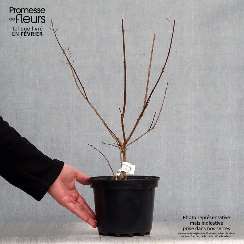 Lagerstroemia indica Kimono - Crape Myrtle 3L/4L pot sample as delivered in winter