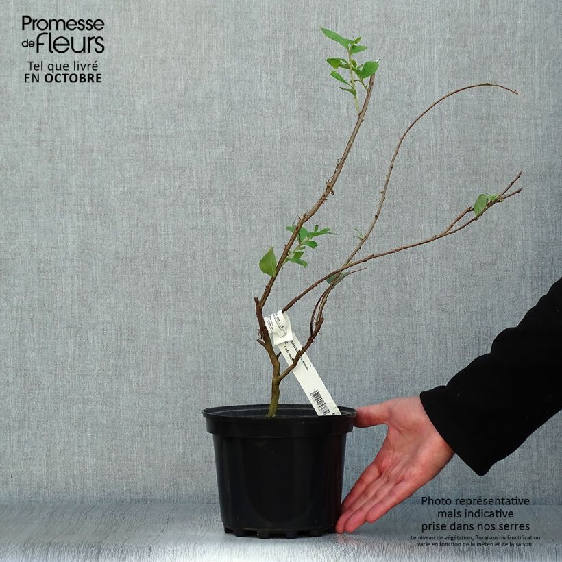Lagerstroemia indica Kimono - Crape Myrtle 3L/4L pot sample as delivered in autumn