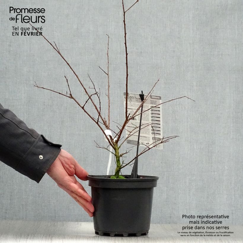 Lagerstroemia indica Monsoon - Crape Myrtle 3L/4L pot sample as delivered in winter